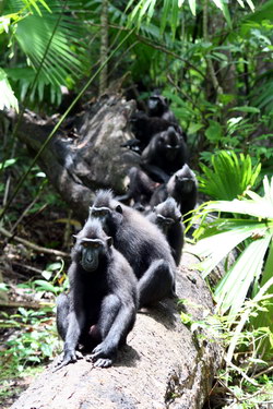 Macaca Nigra in the forest